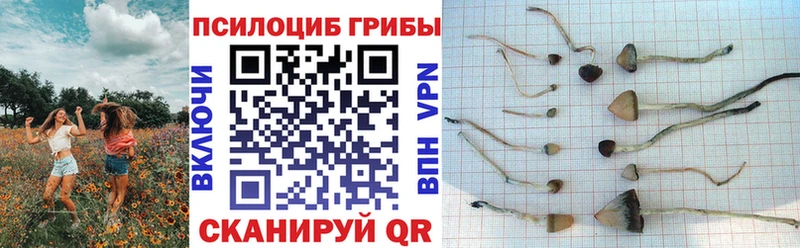 Купить закладки  Шагонар  Галлюциногенные грибы MAGIC MUSHROOMS 